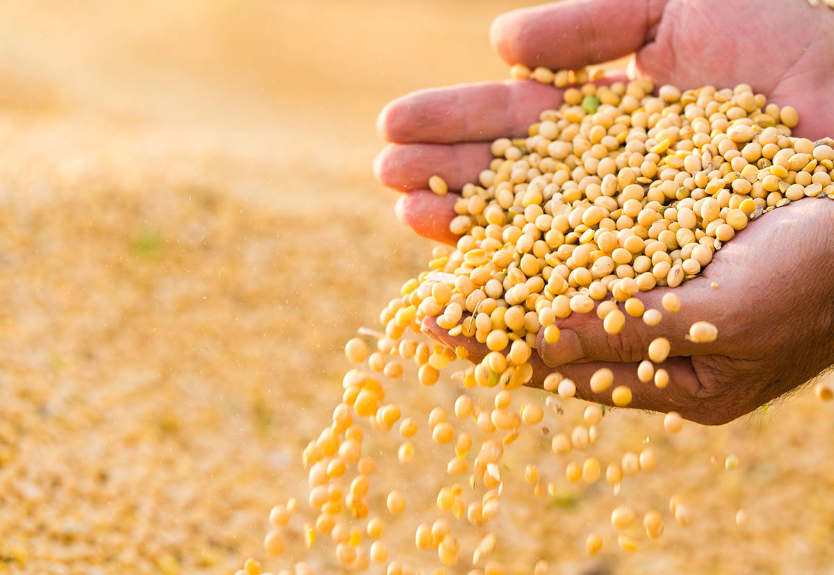Seed Soybean